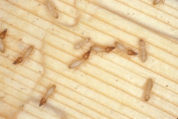 Formosan termite workers and soldiers